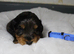 Gorgeous Schnocker puppies
