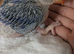 Indian Ringnecks babies cobalt rare mutation hand reared