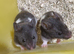 SYRIAN HAMSTERS MALE/FEMALE