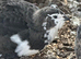Black & white coturnix quail
