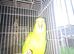 Yellow-naped amazon