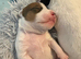 Traditional JRT Raised With Care