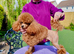 KC reg. Red Toy Poodle. Small. STUD