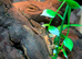 Flying Geckos at Birmingham Reptiles