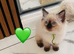 GCCF Registered Ragdoll Kittens