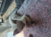 Beautiful ragdoll girl