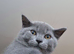 British Shorthair Kittens