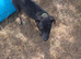 Male whippet x