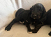 Beautiful cockapoo  Puppies 2 boys available