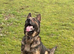 German Sheperd Puppy/ 13 month old Female