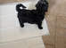 Miniature Labradoodle
