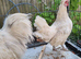 Pair of silky cockeral and bentum hen white
