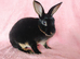 Mini rex for sale