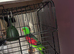Red winget parrot