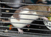 3 female dumbo rats for sale