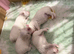 Korean Maltese puppies for sale