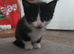 Kittens female