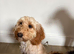 F1 miniature Female Cockapoo