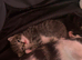2 kittens for sale