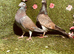 Colour racing pigeons
