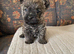 Cairn terrier puppies