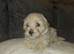 Poochon puppies