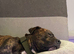 Rehome my staffie