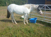 Few spot filly
