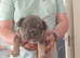 Beautiful Half-Fluffy French Bulldog Cross Puppies