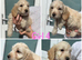 Cockapoo 5 girls