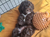 Shih tzu cross toy poodle