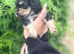 3-gorgeous males looking for a forever home