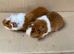 Baby Male Teddy Guinea Pigs