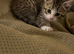 Bengal Maine coon cross kittens