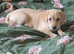 I have a labour girl for new home