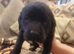 7 Beautiful Black Labrador puppies (Working Lines)
