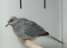 Diamond dove