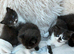 Long hairs kittens