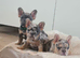 Health tested french bulldog puppy