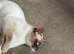 male Siamese cat