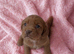 ** OUTSTANDING COCKER SPANIEL PUPS **