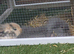 2 beautiful mini lops