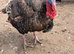 Male bronze turkey