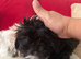Puppy Shi Tzu