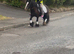 For sale Pamela & Samantha best pony in world