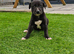 Lurcher pups girl