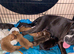 View from 5.30pm Friday to take home Boxer x Boston terrier. Aka mini boxer quick sale