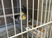 Cockatiel