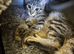 12 week old Kitten bengal parent