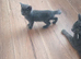 Russian blue x main coon kittens